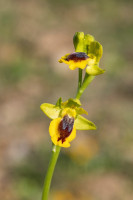 /album/foto-adriano/orchidea-ophrys-lutea-jpg/